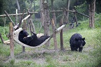 Bear in hammock